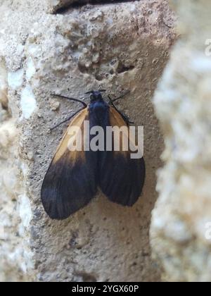 Smoky Moth con toppe arancioni (Pyromorpha dimidiata) Foto Stock