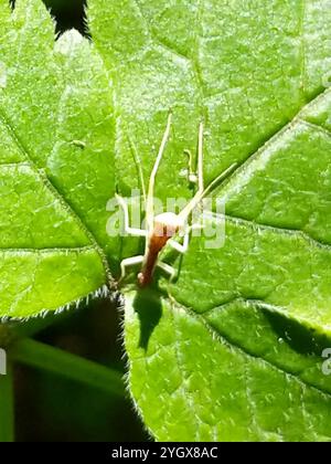 Cricket a due macchie (Neoxabea bipunctata) Foto Stock