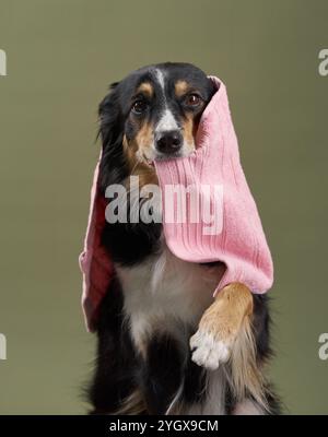 Un collie di bordo tiene un asciugamano rosa in bocca, appoggiato su uno sfondo semplice. Il comportamento utile del cane aggiunge un elemento giocoso alla scena. Foto Stock