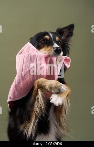 il collie di bordo tiene un asciugamano rosa in bocca mentre si trova su uno sfondo semplice. Il comportamento utile del cane aggiunge un elemento giocoso alla scena. Foto Stock