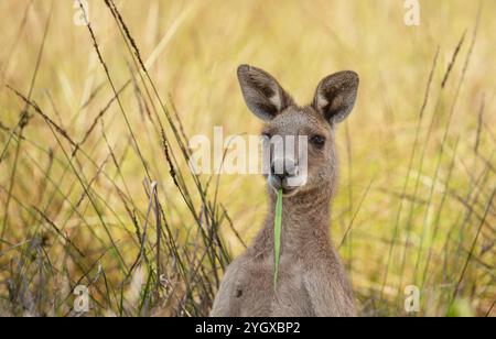 Canguro grigio orientale in posa a Gold Coast, Queensland, Australia, con uno sfondo bokeh di erba e cespuglio. Foto Stock