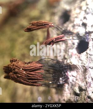 Canna di cioccolato (Stemonitis Splendens) Foto Stock