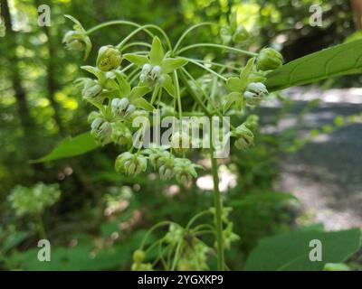 Alghe di latte (Asclepias exaltata) Foto Stock