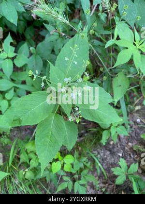 tonalità notte dell'incantatore a foglia larga (Circaea canadensis) Foto Stock