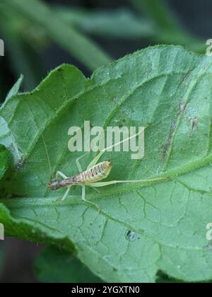 Cricket a due macchie (Neoxabea bipunctata) Foto Stock