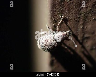 Fragole di radice (Sciaphilus asperatus) Foto Stock