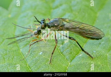 Robber Fly con le gambe a strisce (Dioctria hyalipennis) Foto Stock