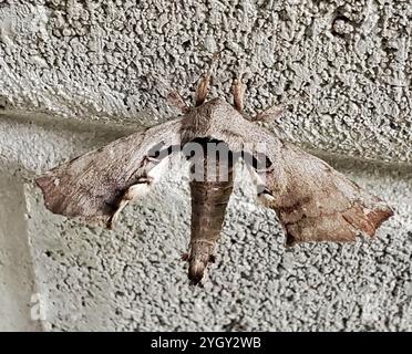 Apatelodes Moth maculato (Apatelodes torrefacta) Foto Stock