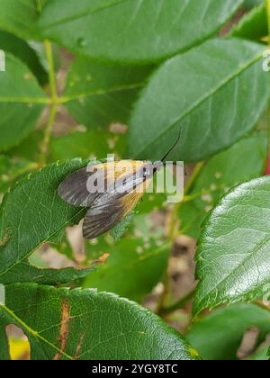 Smoky Moth con toppe arancioni (Pyromorpha dimidiata) Foto Stock