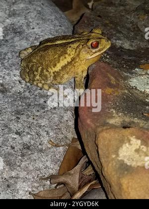 Rospo della costa del Golfo (Incilius nebulifer) Foto Stock