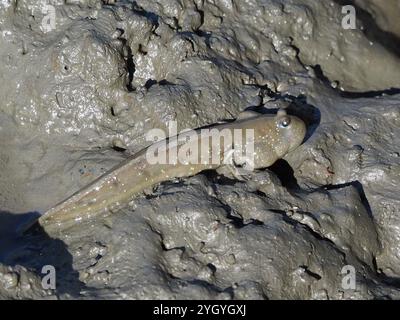 Grande fango macchiato blu (Boleophthalmus pectinirostris) Foto Stock