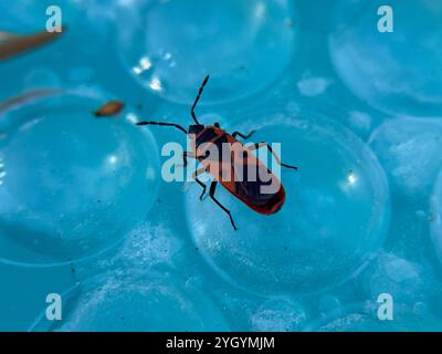 Insetto rosso mediterraneo (Scantius aegyptius) Foto Stock