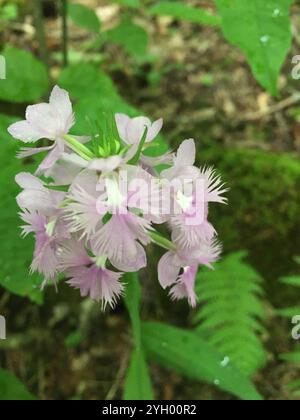 Grande Orchidea viola (Platanthera grandiflora) Foto Stock