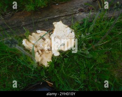 Poliporo di formaggio bianco (Tyromyces chioneus) Foto Stock