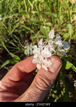 Dubbioso cavaliere (Delphinium ajacis) Foto Stock