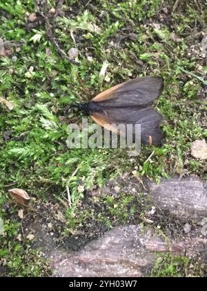 Smoky Moth con toppe arancioni (Pyromorpha dimidiata) Foto Stock