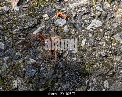 Ragno Sac a faccia larga (Trachelas tranquillus) Foto Stock