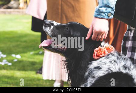 Simpatico cane bianco e nero spaniel su fiori da sposa in nuova Zelanda Foto Stock