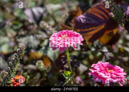 fiore rosa di zinnia primo piano Foto Stock