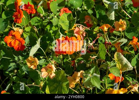 Tropaeolum comunemente noto come fiori di nasturzio da vicino Foto Stock