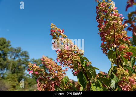 Ramo rosa di Hydrangea paniculata che cresce nell'Estremo Oriente della Russia Foto Stock