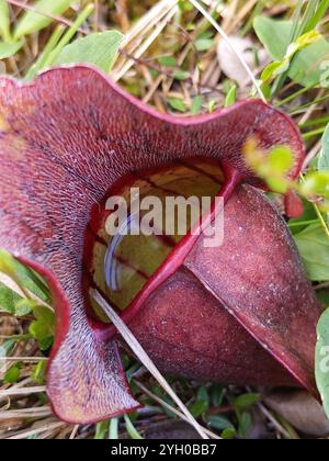 Pianta a caraffa viola settentrionale (Sarracenia purpurea purpurea) Foto Stock