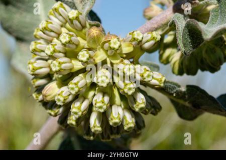 Alghe di latte di cometa verde (Asclepias viridiflora) Foto Stock