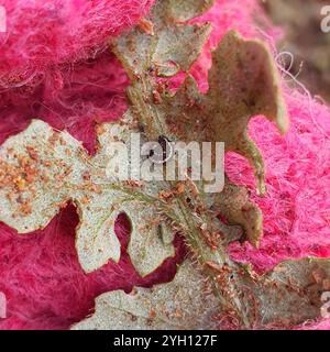 Giorno pascolo Moth (Apina callisto) Foto Stock