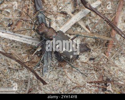 Coleottero tigre a dodici macchie (Cicindela duodecimguttata) Foto Stock