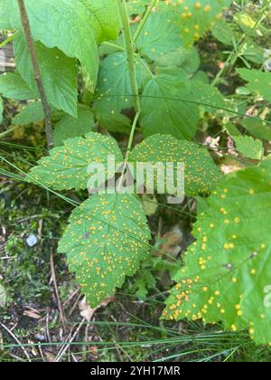 Ruggine giallo lampone rossa (Phragmidium rubi-idaei) Foto Stock