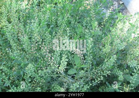 Mosto piperita a foglia stretta (Lepidium ruderale) Foto Stock