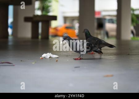 Piccioni che si nutrono di rifiuti a terra in un ponte vuoto piatto HDB (Housing Development Board) a Singapore, vicino a un parcheggio in un ambiente urbano. Foto Stock