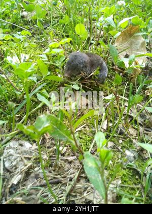 Gamberetto a coda corta meridionale (Blarina carolinensis) Foto Stock