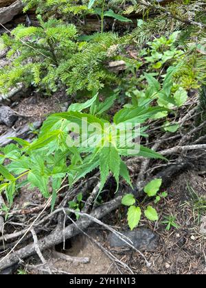 Boodland Beardtongue (Nothochelone nemorosa) Foto Stock