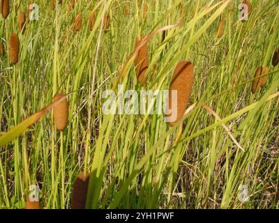 Graziosa Cattail (Typha laxmannii) Foto Stock