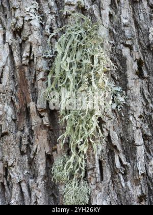 Lichen della cartilagine (Ramalina fraxinea) Foto Stock