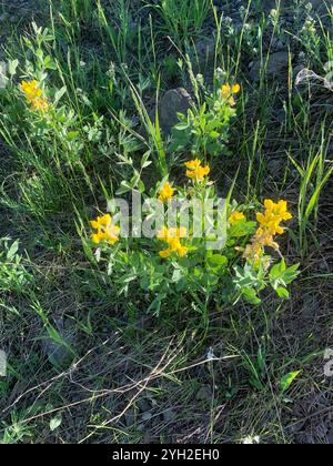 Fagioli d'oro (Thermopsis rhombifolia) Foto Stock