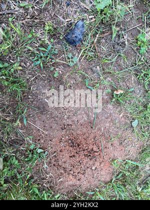 Gamberetto a coda corta meridionale (Blarina carolinensis) Foto Stock