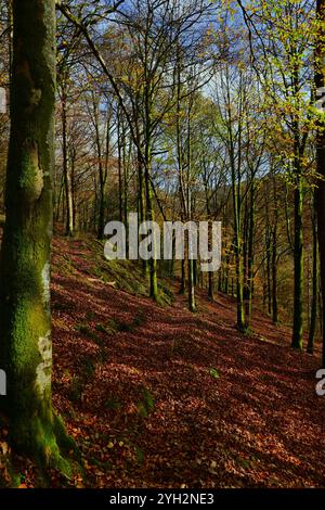 Dyfi Forest nel Galles centrale nel Regno Unito mostra percorsi di trekking durante l'autunno con foglie su sentieri, alberi di colore/colore autunnale in sole tenue. Foto Stock