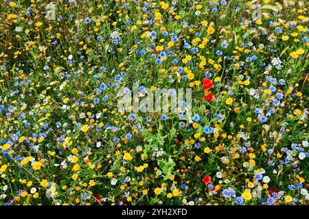 Prato colorato di fiori selvatici in pieno fiore con vivaci fiori stagionali Foto Stock