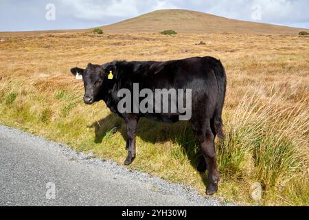 giovane mucca in piedi al fianco della strada nella bogland achill island, contea di mayo, repubblica d'irlanda Foto Stock