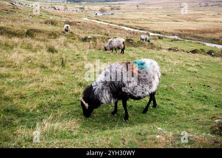 pecore che pascolano negli ex letti pigri del villaggio abbandonato di slievemore, isola di achill, contea di mayo, repubblica d'irlanda Foto Stock