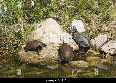 Tre tartarughe su una roccia sulla riva di uno stagno in ambiente erboso, tartarughe, Toroni, Torone, Sithonia, Calcidica, Macedonia centrale, Grecia, Euro Foto Stock
