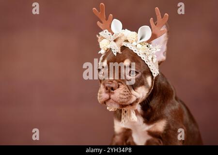 Cucciolo Bulldog francese Mocca Orange Tan con corna di renne di Natale davanti a sfondo marrone Foto Stock