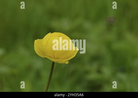 Trollflower europeo (Trollius europaeus), fiore giallo su un prato bagnato, Wilnsdorf, Renania settentrionale-Vestfalia, Germania, Europa Foto Stock
