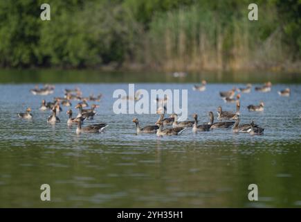 Oca Greylag (Anser anser), molte oche grigie che nuotano su uno stagno, bassa Sassonia, Germania, Europa Foto Stock