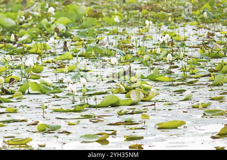 Fiori di loto indiano (Nelumbo nucifera) che fioriscono in uno stagno nel Parco Natioal di Yala, provincia meridionale, Sri Lanka, Asia Foto Stock