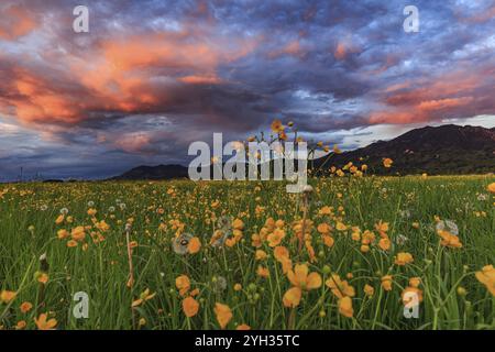 Prato floreale, atmosfera nuvolosa, luce serale, montagne, estate, Loisach-Lake Kochel Moor, monti Kochler, colline alpine, Baviera, Germania, Europa Foto Stock