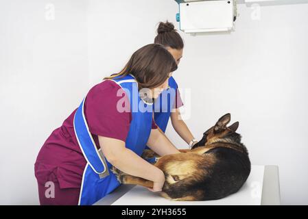 Radiologo veterinario esaminando un cane in x-ray room Foto Stock