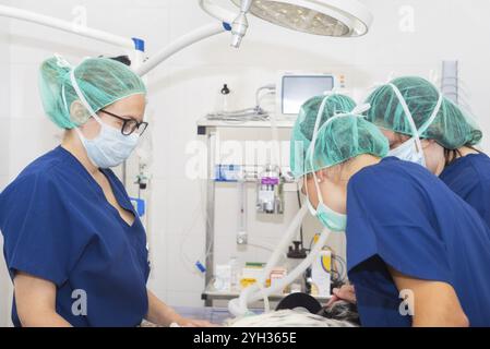 Squadra di veterinari nella sala chirurgica che prepara un cane per la chirurgia Foto Stock